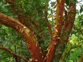 vignette Arbutus andrachnoides au beau tronc qui se desquame au 19 08 10