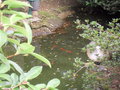 vignette Poissons rouges dans le bassin