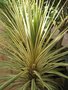 vignette Cordyline australis 'Torbay sunset'