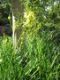 vignette Bulbine frutescens