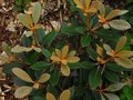 vignette Rhododendron Flinckii à l'indumentum orangé au 19 08 10