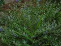 vignette Caryopteris clandonensis Kew blue et Hedychium Tara au 20 08 10