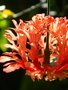 vignette Hibiscus schizopetalus