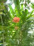 vignette Hibiscus schizopetalus