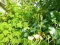 vignette Sparmannia africana