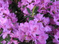 vignette Rhododendron hybride 'Anna Krushke'