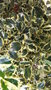 vignette Ilex aquifolium 'Argenteomarginata'