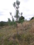 vignette Pinus torreyana