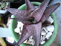 vignette Haworthia venosa ssp. tessallata 22 8 2010 Ndc