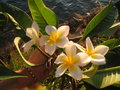 vignette plumeria