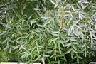 vignette Fraxinus angustifolia var. lentiscifolia