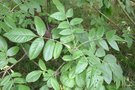 vignette Fraxinus latifolia