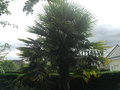 vignette trachycarpus fortunei