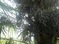 vignette grappe de graine de trachycarpus fortunei