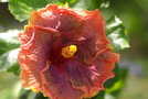 vignette hibiscus