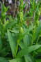 vignette Swertia kingii   / Gentianaceae   / Himalaya