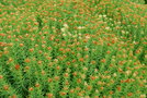 vignette Sedum asiaticum   / Crassulaceae   / Himalaya