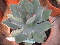 vignette Agave pachycentra