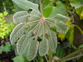 vignette BRASSAIOPSIS mitis raresTrees shrubs of sikkim