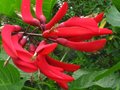 vignette Erythrine bidwillii qui achve sa floraison au 23 08 10