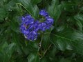vignette caryopteris clandonensis heavenly blue au 23 08 10
