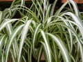 vignette Chlorophytum comosum 'Variegatum'