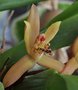 vignette Maxillaria rufescens (Mormolyca rufescens)
