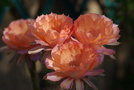 vignette echinopsis sleeping beauty