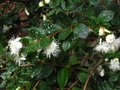 vignette Myrtus luma apiculata autre vue au 25 08 10