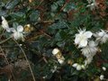 vignette Myrtus luma apiculata au 25 08 10