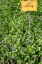 vignette Nemophila menziesii 'Penny Black'