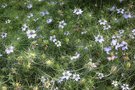 vignette Nigella damascena