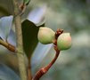 vignette Magnolia laevifolia