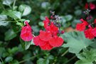 vignette Salvia microphylla 'Red Velvet'
