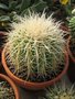 vignette Echinocactus grusonii