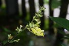 vignette Salvia omeiana : fleurs