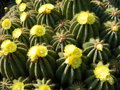 vignette Eriocactus magnificus