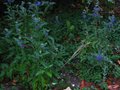 vignette Caryopteris calndonensis heavenly blue au 27 08 10