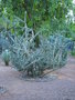 vignette Cylindropuntia spinosior