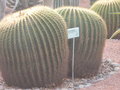 vignette Echinocactus grusonii