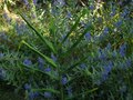 vignette Caryopteris clandonensis Kew blue et Hedychium coccineum Tara au 28 08 10
