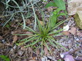 vignette Aciphylla squarrosa