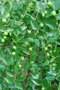 vignette Ziziphus jujuba / Rhamnaceae