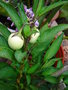 vignette Solanum muricatum.