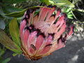 vignette Protea neriifolia
