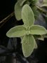 vignette Dicliptera suberecta (feuilles)