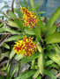 vignette Aechmea caudata