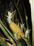 vignette Ananas bracteatus