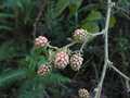 vignette Rubus erythrocladus