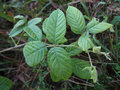 vignette Rubus erythrocladus